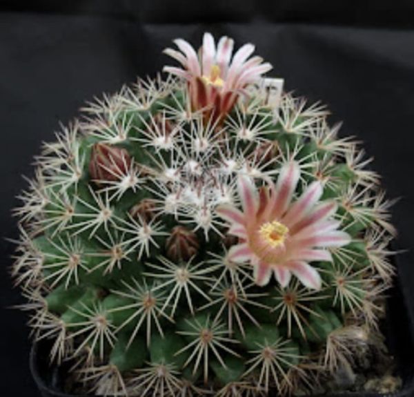 Mammillaria heyderi var. hemisphaerica SB859